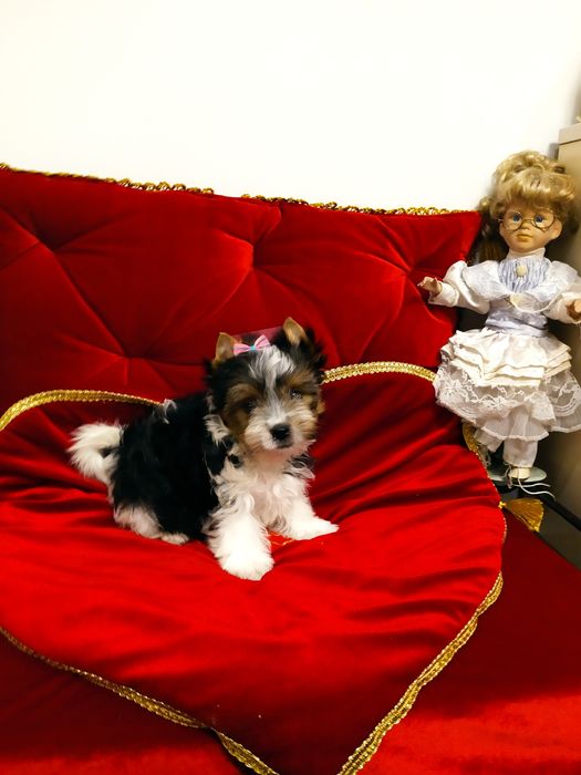 Samczyk z metryką ZkwP/FCI Biewer Yorkshire terrier .