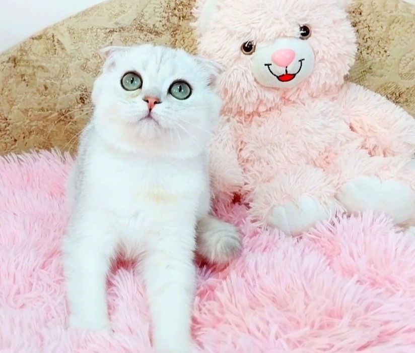 Надзвичайно ніжний хлопчик шиншилка