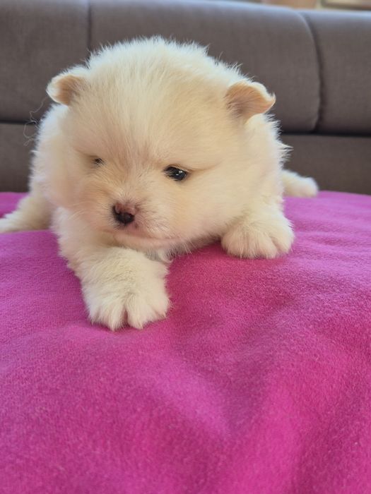 Szpic miniaturowy - odbior 1 GRUDZIEŃ