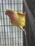 Agapornis rosicolis para cedência