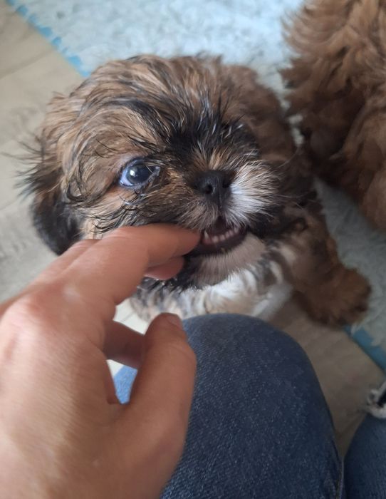 Dafiś unikatowy chlopczyk shih tzu szuka domu