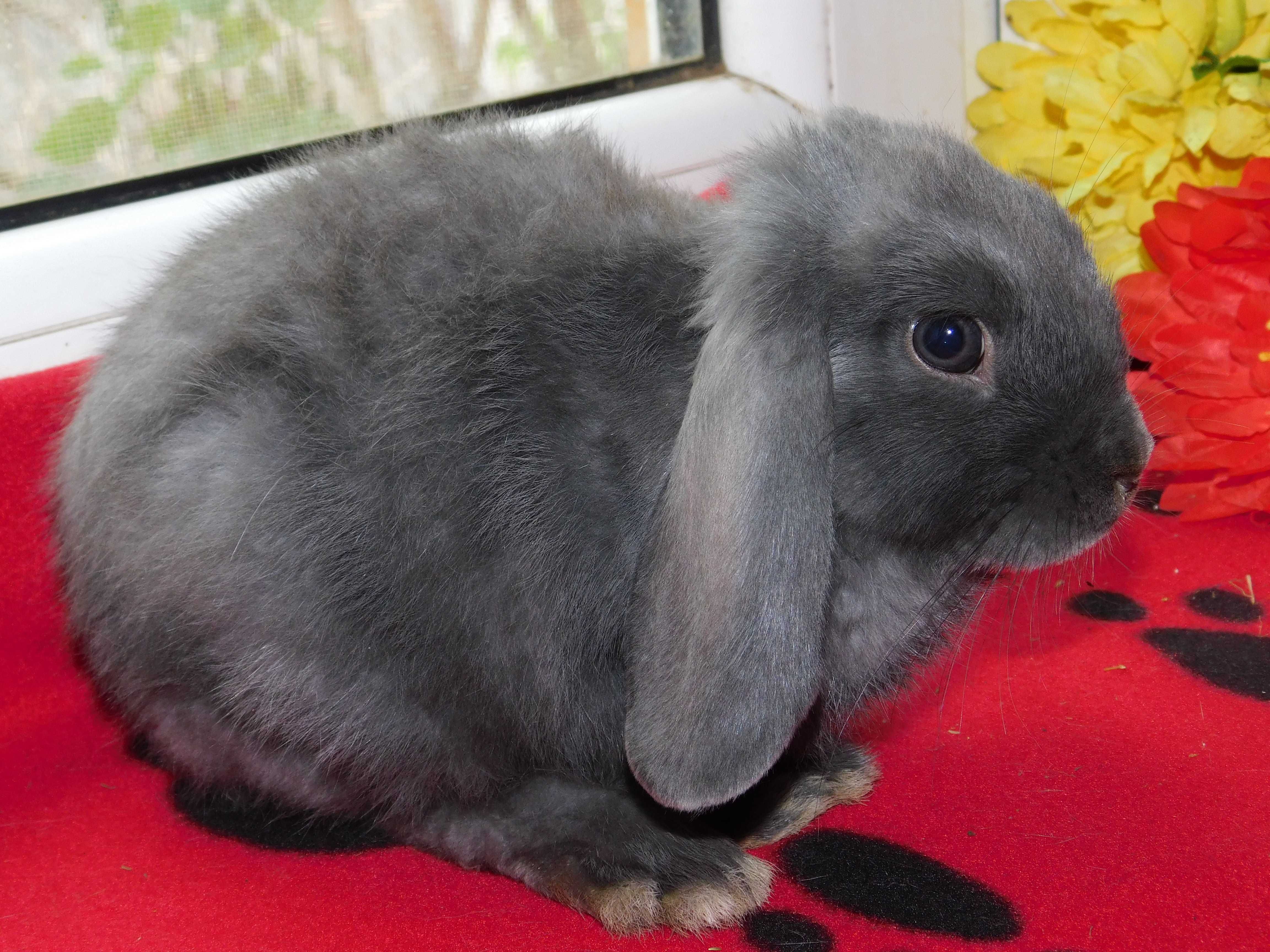 Mini lop samiczka niebieska