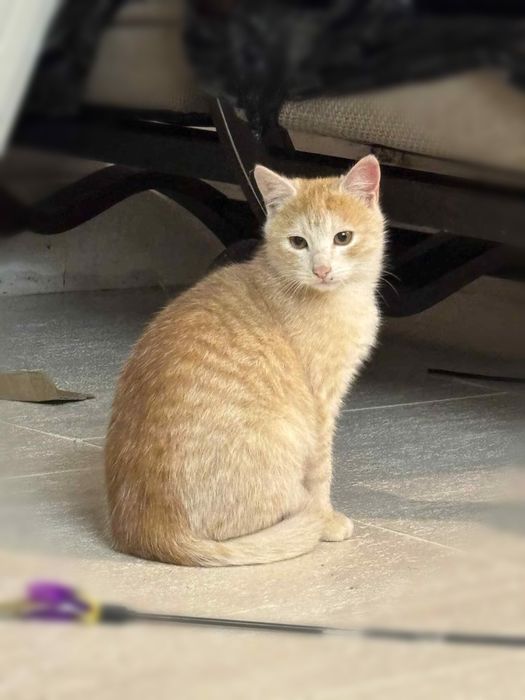 Oddam za darmo dwa koty – mamę i jej malucha!