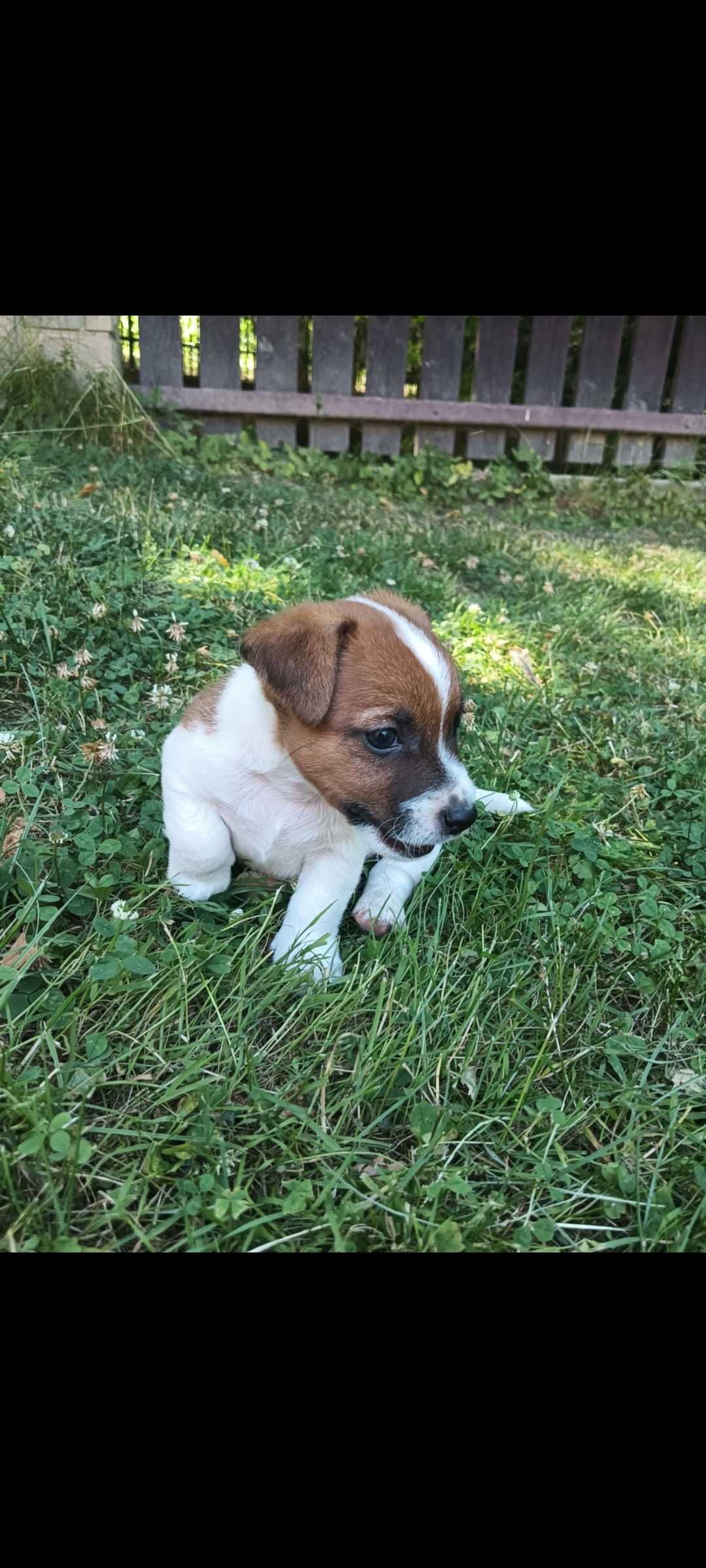 Jack russell terrier Piesek stary sącz