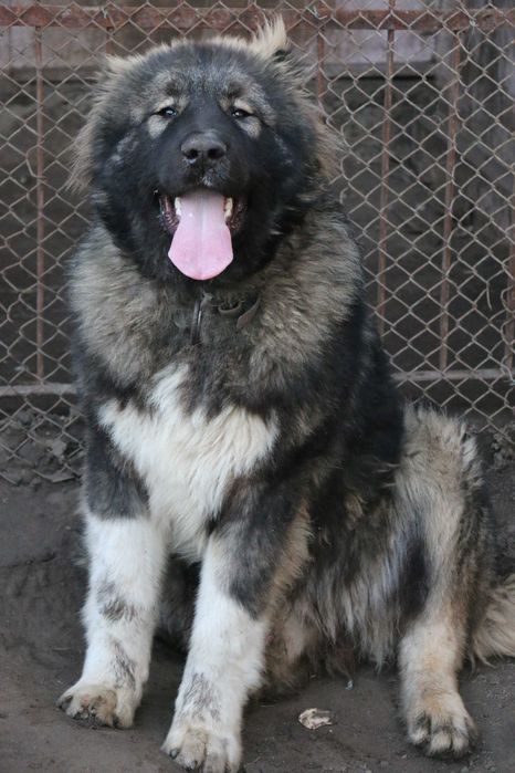 Цуценята кавказьких вівчарок