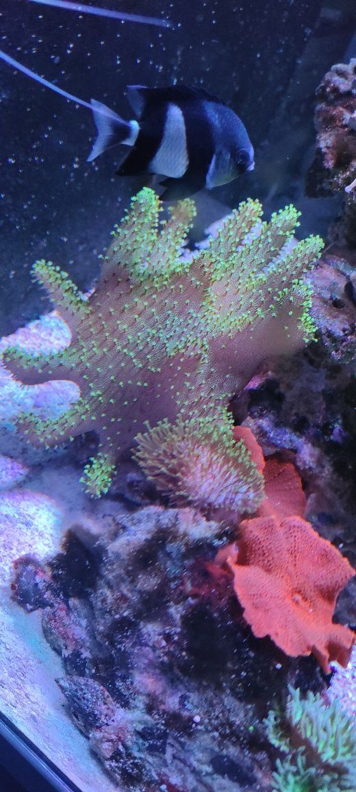 Lobophytum pauciflorum Green XL
