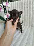 Dziewczynka czekoladowa chihuahua CUDO