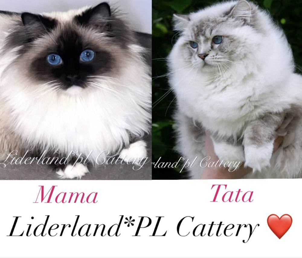 Kocurek seal mitted ragdoll FPL/FIFE