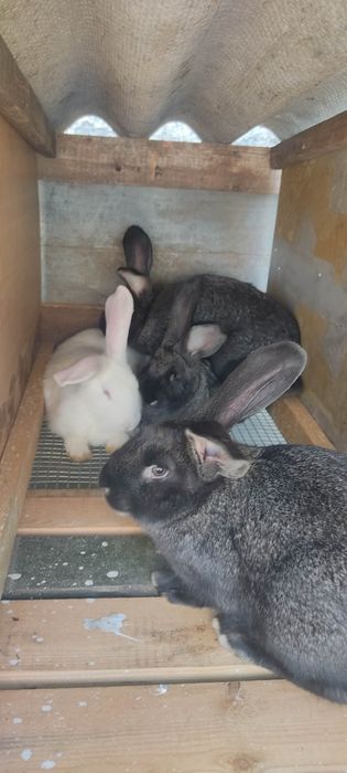 Кролі Шиншила Великан Термон На плем'я.