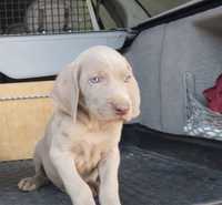 Weimaraner com lop