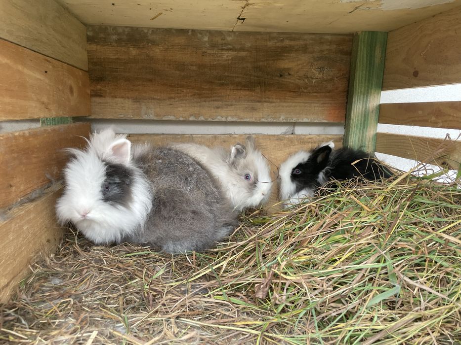 Sprzedam króliki miniaturki