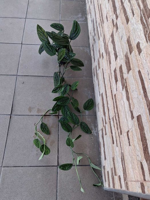Monstera karstenianum