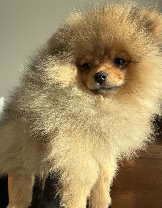 Szoic miniaturowy pomeranian chlopiec