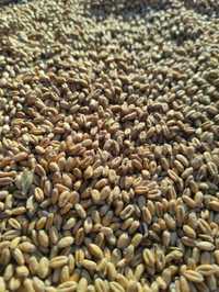 Пшениця озима 5грн.кг