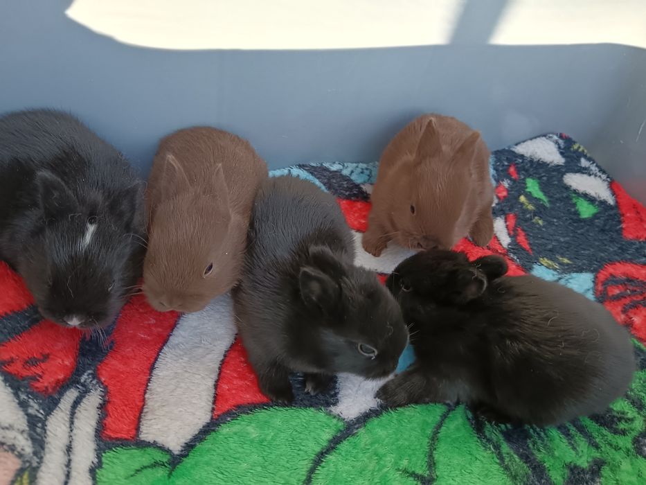coelhos anoes holandês e mini lop