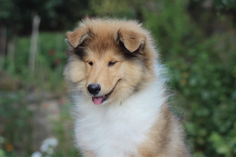 Щенки колли