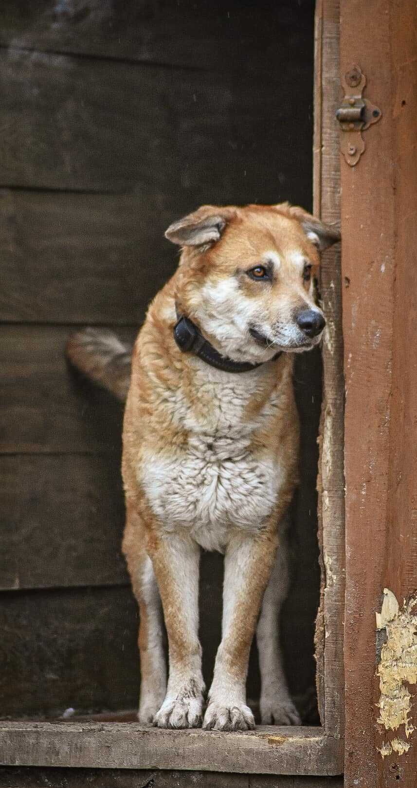 Dingo - przestraszony pies o bursztynowych oczach