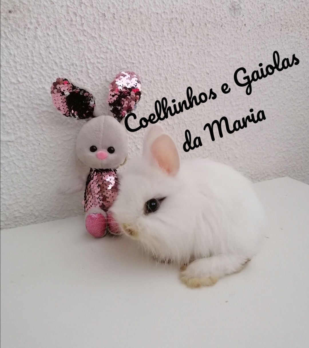 KIT Coelhos Anõs Bebés Mini Toy, Holandêz, Tedy, Belier (Orelhudo)