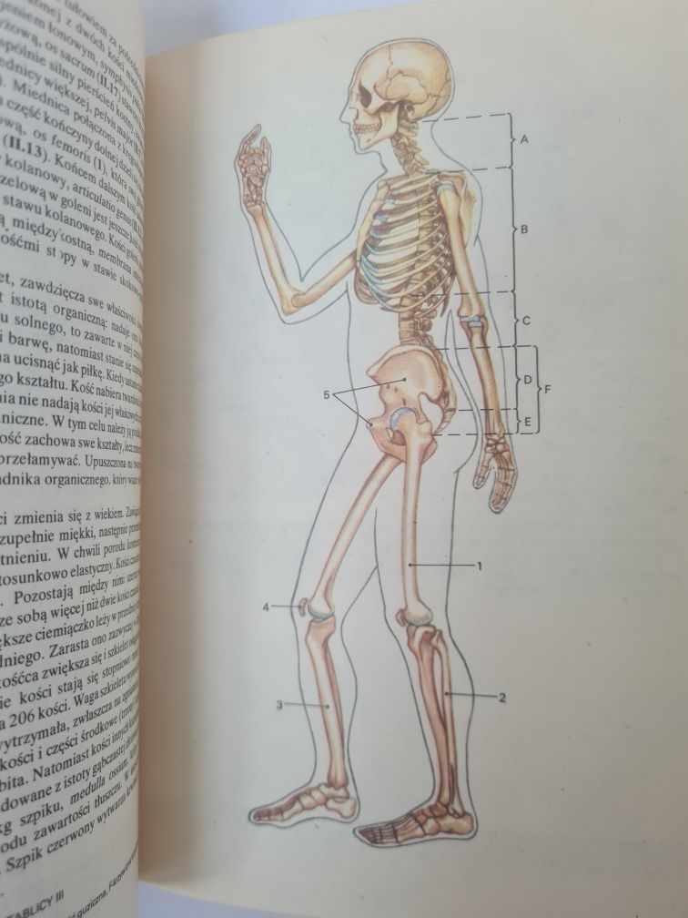 Mały atlas anatomiczny - Witold Sylwanowicz