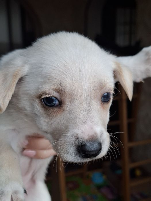 Цуценя в добрі руки, дівчинка