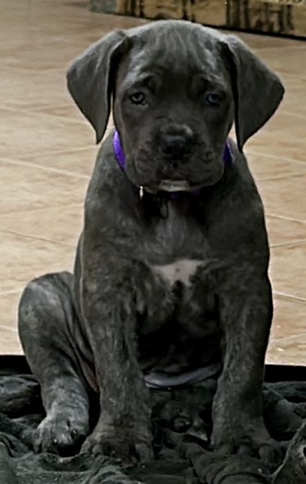 Cane Corso Italiano 800 euros