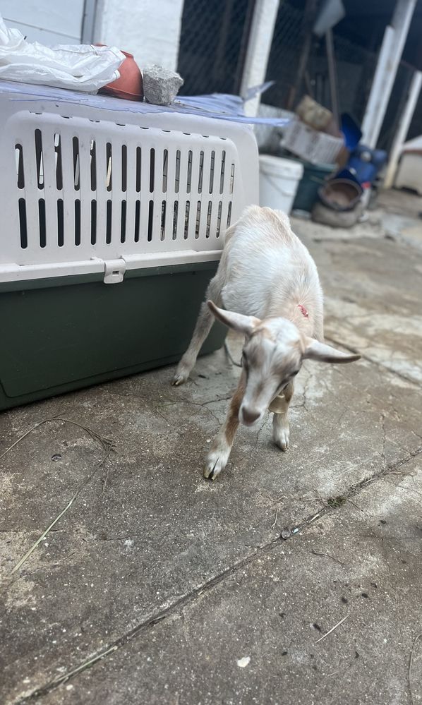 Cabrito mocho com 2 meses