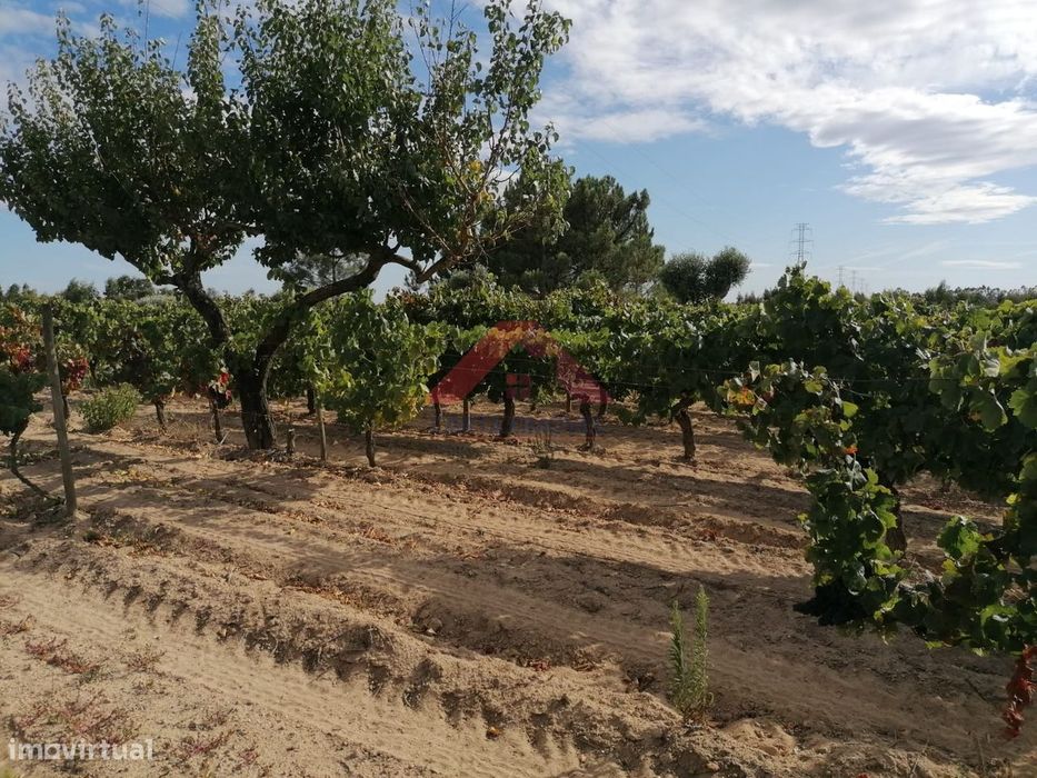 Terreno Rústico  Venda em Vale de Santarém,Santarém