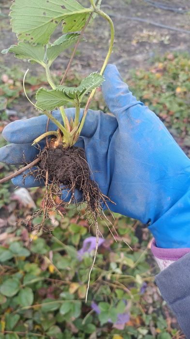 Продам вуса полуниці мікс сортів