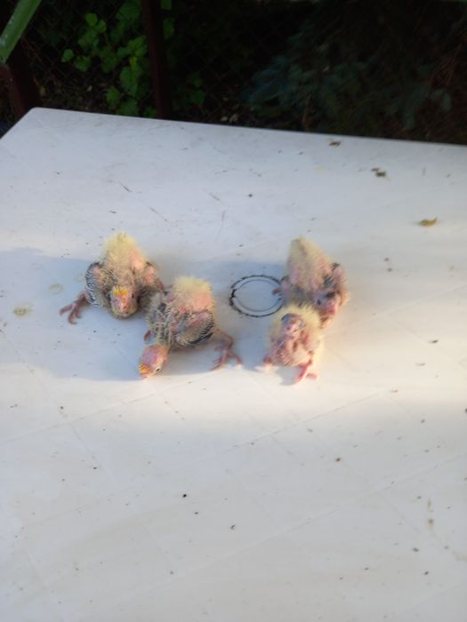 Sprzedam papugi nimfy