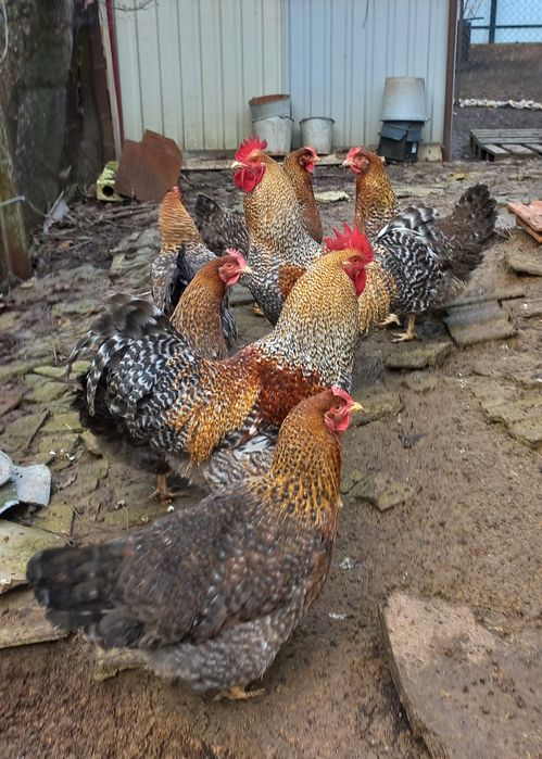 Біліфельдер яйце