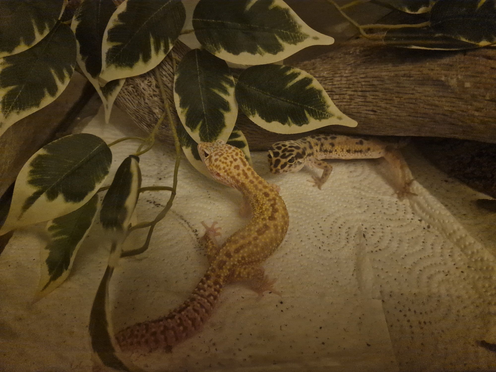 Terrario p/ geckos