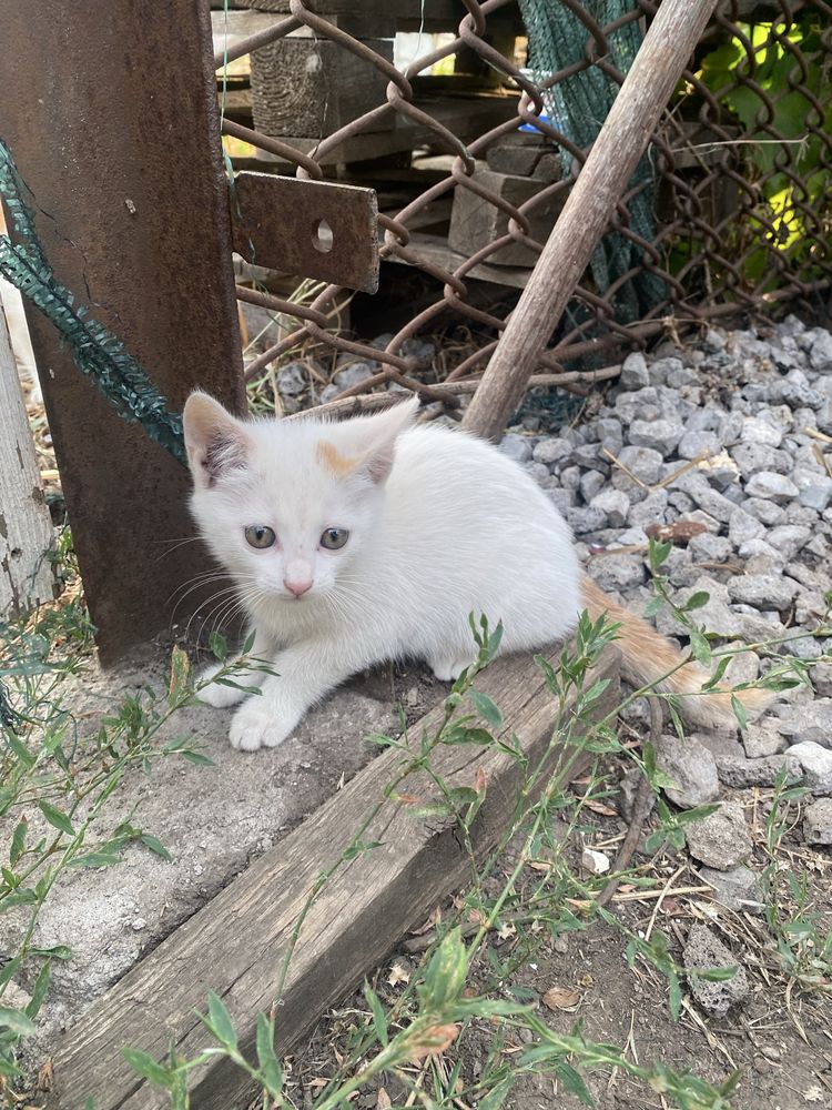 Чудові котики шукають свою домівку