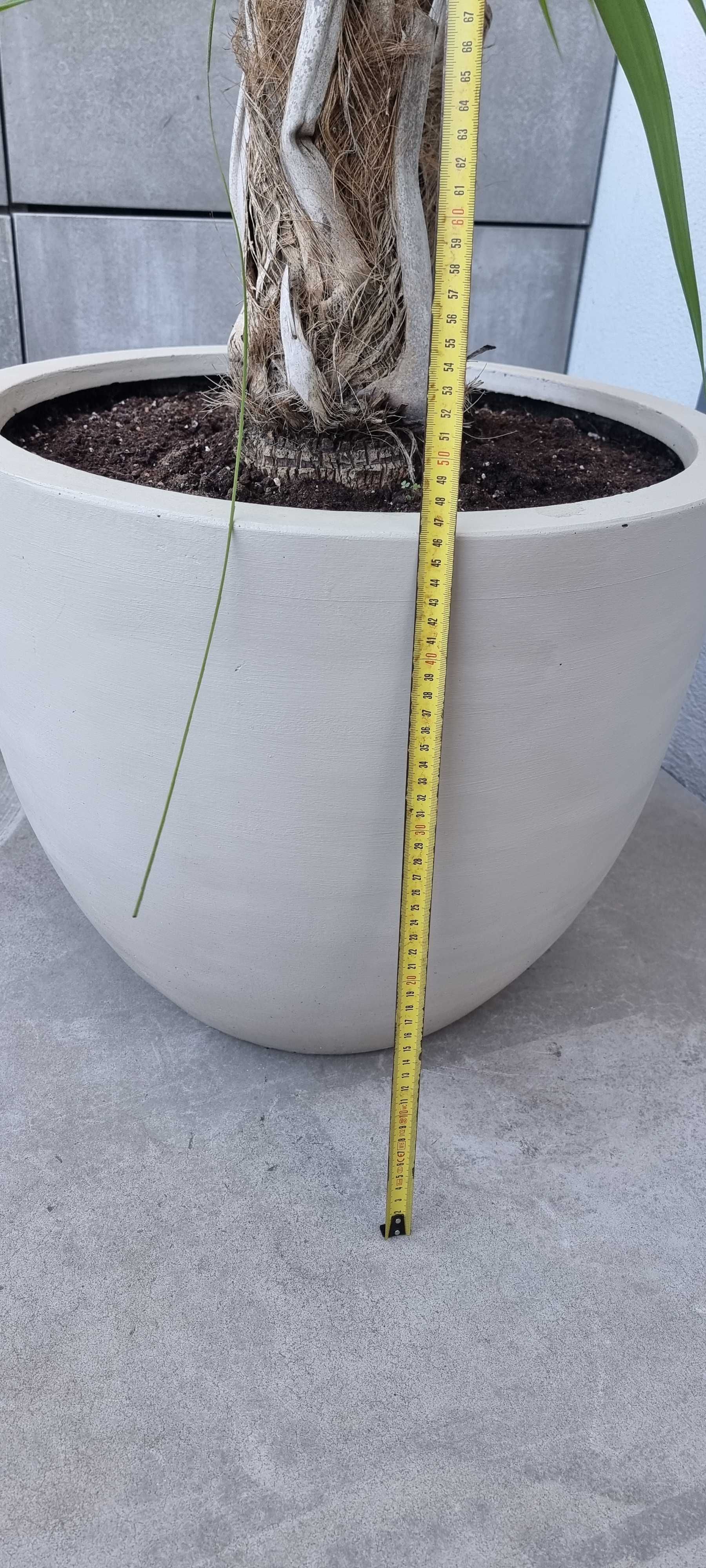 Palmeira com vaso planta de interior ou pouco sol