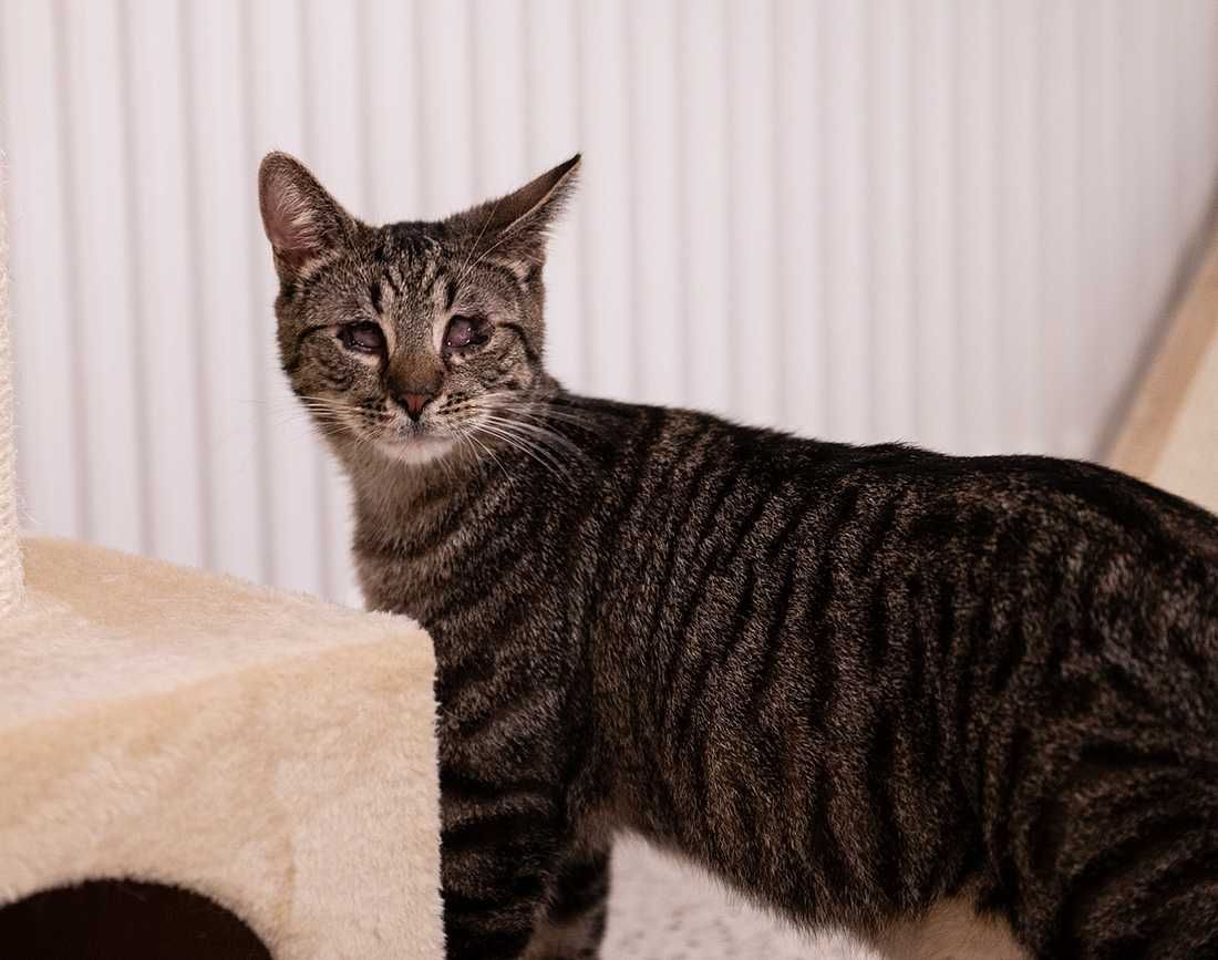 Tobi ślepaczek do adopcji