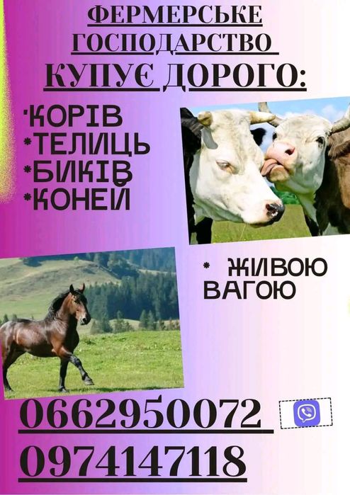 Велика рогата худоба