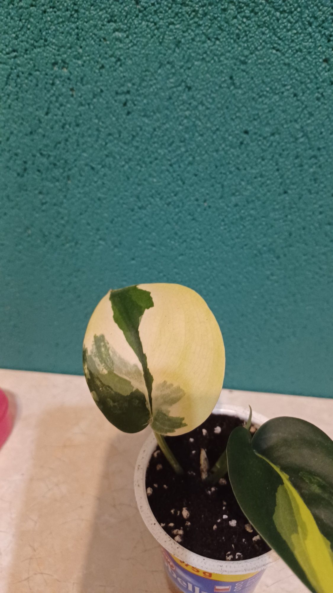 Scindapsus jade satin variegata
