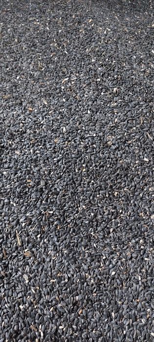 Słonecznik tegoroczny czarny