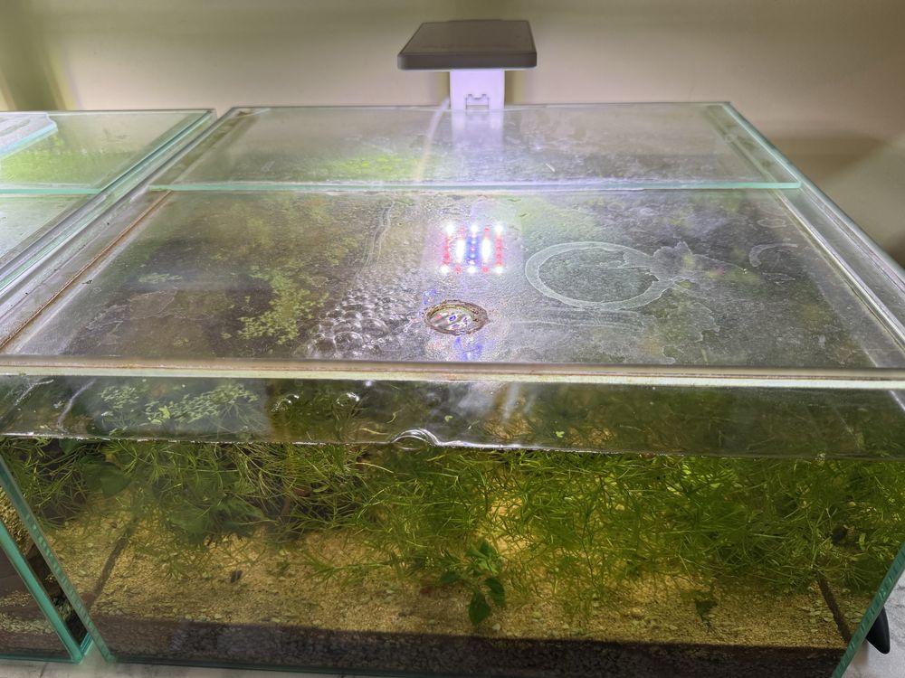 Akwarium zbrojniki herem 2+1 korzeń rośliny