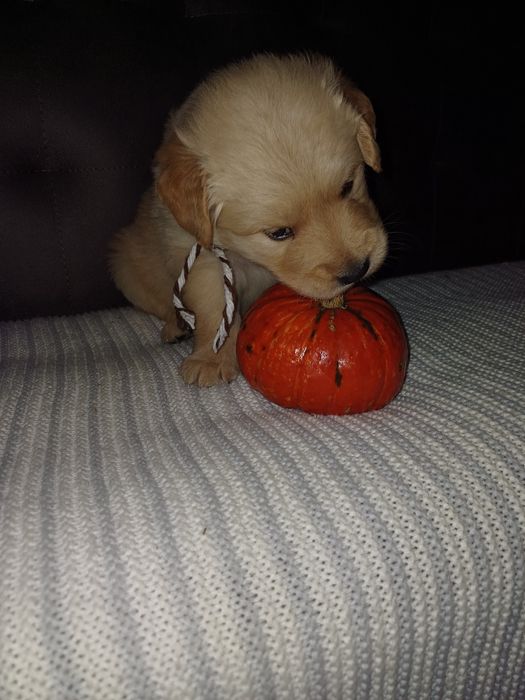 Золотисті Ретривери з документами КСУ