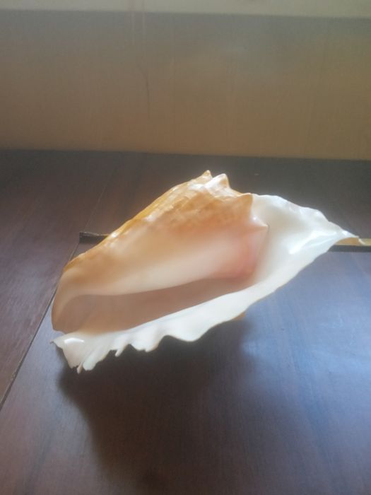 Ракушка правильной формы в идеальном состоянии СРОЧНО ТОРГ