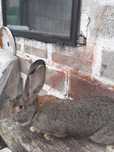 Sprzedam samice szaro wiek 7niesiecy waga 7,40 kg ucho 23 cm oraz samc