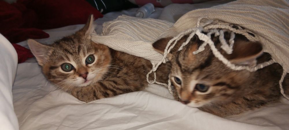 Oddam kotki w dobre rece