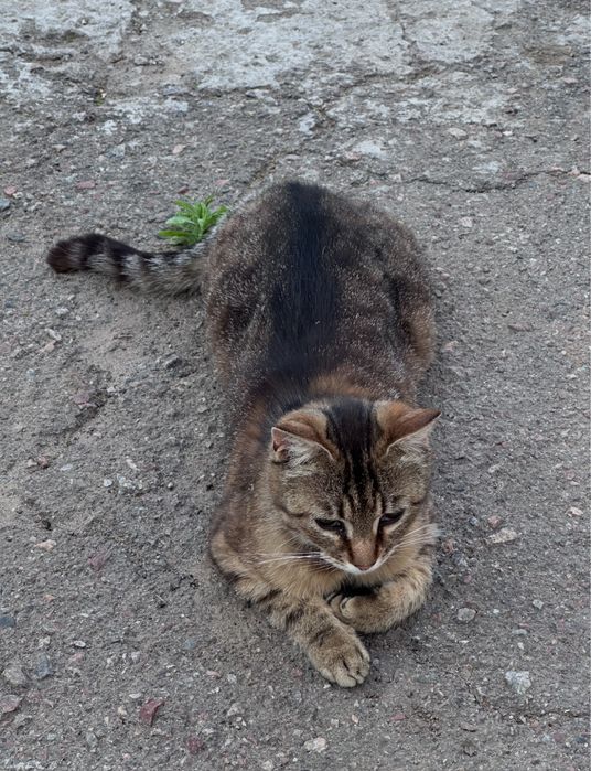 Отдам сестричек-кошечек стерилизованных