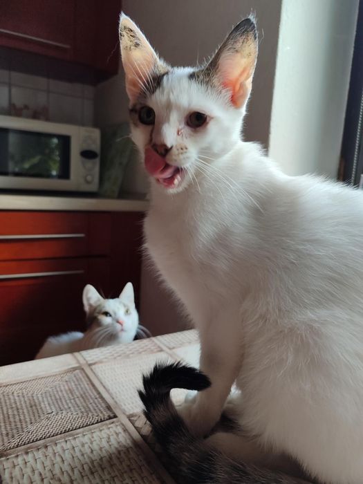 Adopcja kocurki Czesław