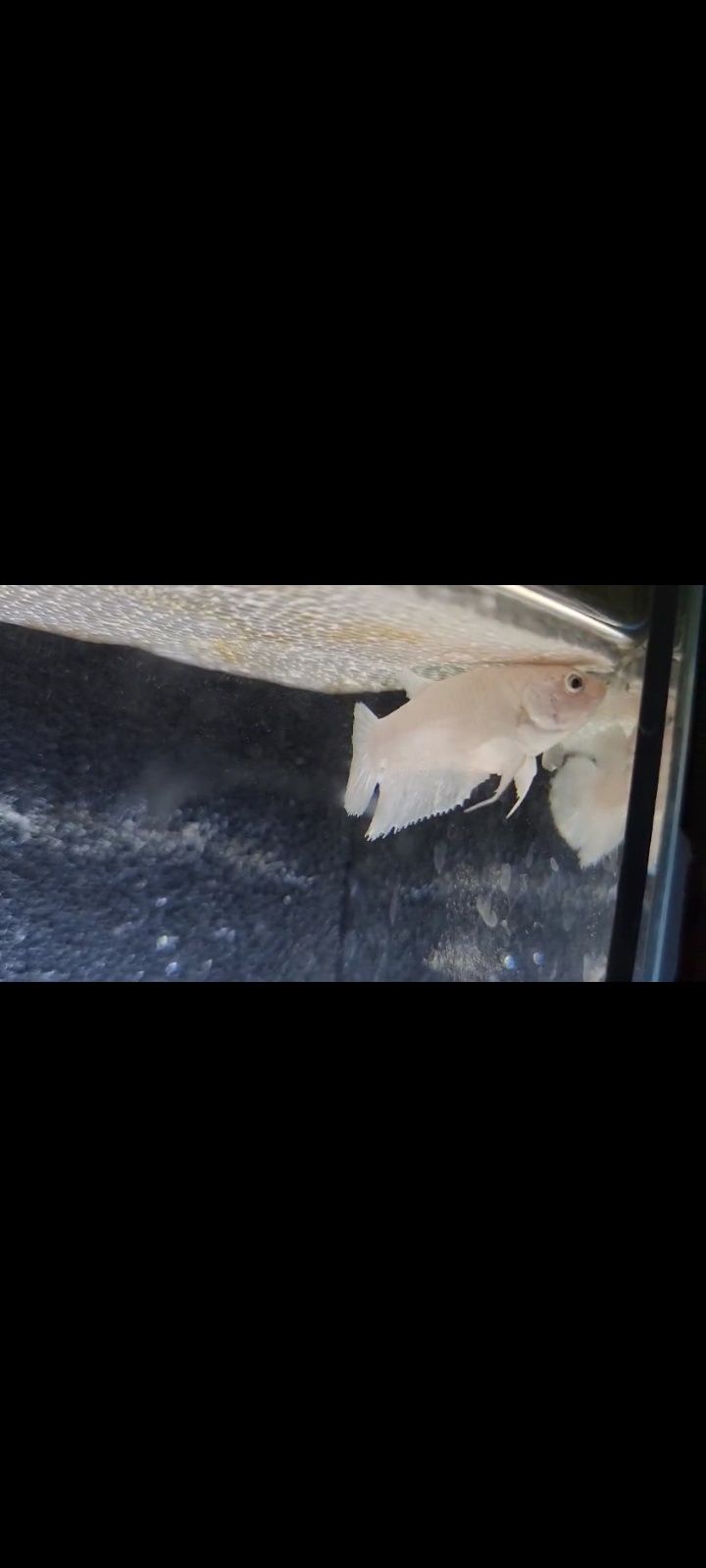 Casal de bettas brancos