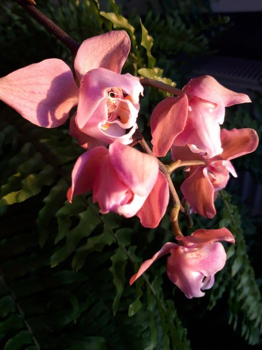 The queen NCK  орхідея фаленопсис