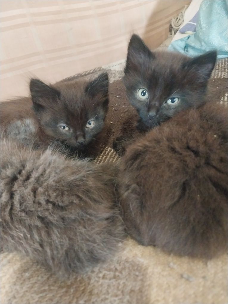 Отдам котят британцев