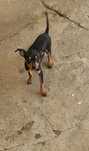 Pinscher miniatura fêmea