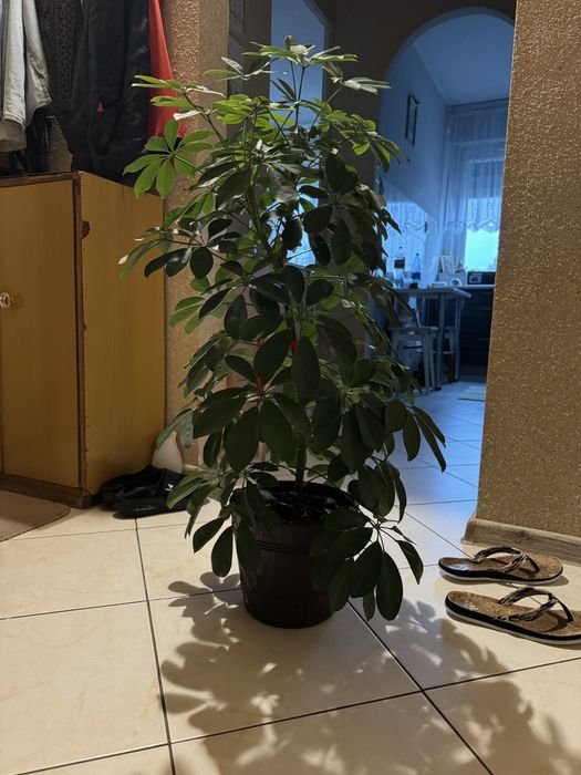 Kwiatek doniczkowy duzy