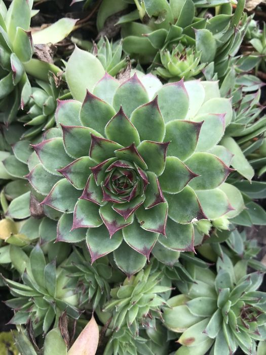 Камяна роза, суккулент.